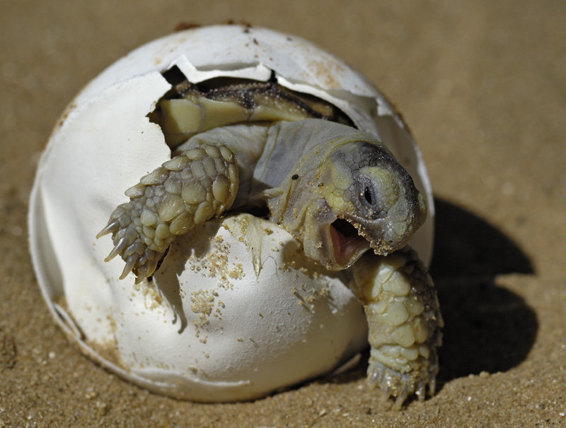 turtle out of shell
